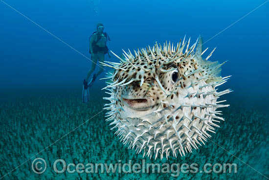 Spotted Porcupinefish inflated photo