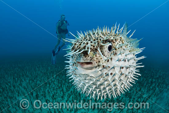 Diver observing a Spotted Porcupinefish (Diodon hystrix). Hawaii, USA. Photo - David Fleetham Diver observing a Spotted Porcupinefish (Diodon hystrix). Hawaii, USA. Photo - David Fleetham