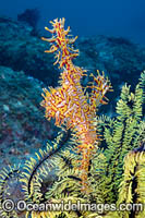 Harlequin Ghost Pipefish Photo - David Fleetham