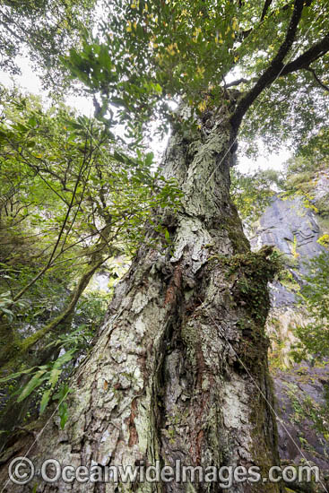 Rainforest Tree Gondwana photo