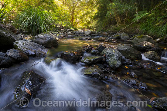 Rainforest Stream, situated on Urumbilum River in the Bindarri National Park, near Coffs Harbour, New South Wales, Australia. Photo - Gary Bell