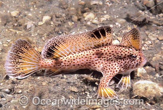 Spotted Handfish (Brachionichthys hirsutus). Endemic to the shallow estuaries of Tasmania, Australia. Photo taken on the Tasman Peninsula. Classified as Critically Endangered on the IUCN Red List. Endemic to the shallow estuaries of Tasmania, Australia. P Photo - Bill Boyle Spotted Handfish (Brachionichthys hirsutus). Endemic to the shallow estuaries of Tasmania, Australia. Photo taken on the Tasman Peninsula. Classified as Critically Endangered on the IUCN Red List. Endemic to the shallow estuaries of Tasmania, Australia. P Photo - Bill Boyle