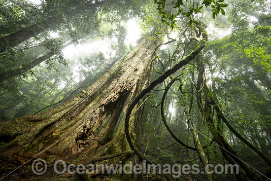 Rainforest draped in mist, situated in the Dorrigo National Park, part of the Gondwana Rainforests of Australia World Heritage Area. Dorrigo, NSW, Australia. Inscribed on the World Heritage List in recognition of its outstanding universal value. Photo - Gary Bell Rainforest draped in mist, situated in the Dorrigo National Park, part of the Gondwana Rainforests of Australia World Heritage Area. Dorrigo, NSW, Australia. Inscribed on the World Heritage List in recognition of its outstanding universal value. Photo - Gary Bell
