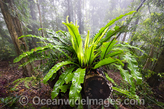 Bird's-nest Fern in rainforest draped in mist, at Dorrigo National Park, part of the Gondwana Rainforests of Australia World Heritage Area. Dorrigo, NSW, Australia. Inscribed on the World Heritage List in recognition of its outstanding universal value. Photo - Gary Bell Bird's-nest Fern in rainforest draped in mist, at Dorrigo National Park, part of the Gondwana Rainforests of Australia World Heritage Area. Dorrigo, NSW, Australia. Inscribed on the World Heritage List in recognition of its outstanding universal value. Photo - Gary Bell