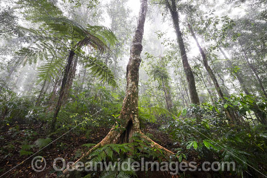 Rainforest draped in mist, situated in the Dorrigo National Park, part of the Gondwana Rainforests of Australia World Heritage Area. Dorrigo, NSW, Australia. Inscribed on the World Heritage List in recognition of its outstanding universal value. Photo - Gary Bell Rainforest draped in mist, situated in the Dorrigo National Park, part of the Gondwana Rainforests of Australia World Heritage Area. Dorrigo, NSW, Australia. Inscribed on the World Heritage List in recognition of its outstanding universal value. Photo - Gary Bell