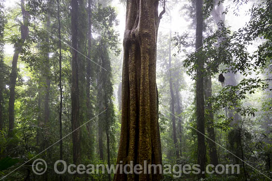 Dorrigo Rainforest photo Dorrigo Rainforest photo