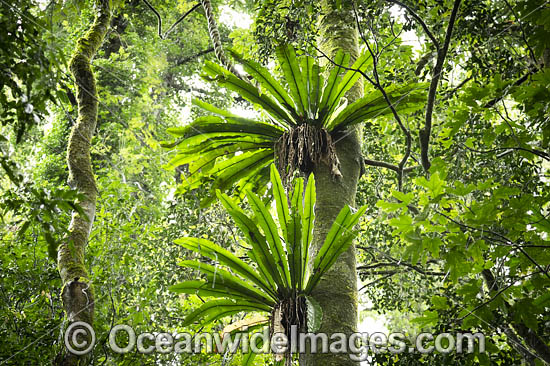 Bird's-nest Ferns in rainforest, situated in the Dorrigo National Park, part of the Gondwana Rainforests of Australia World Heritage Area. Dorrigo, NSW, Australia. Inscribed on the World Heritage List in recognition of its outstanding universal value. Photo - Gary Bell Bird's-nest Ferns in rainforest, situated in the Dorrigo National Park, part of the Gondwana Rainforests of Australia World Heritage Area. Dorrigo, NSW, Australia. Inscribed on the World Heritage List in recognition of its outstanding universal value. Photo - Gary Bell