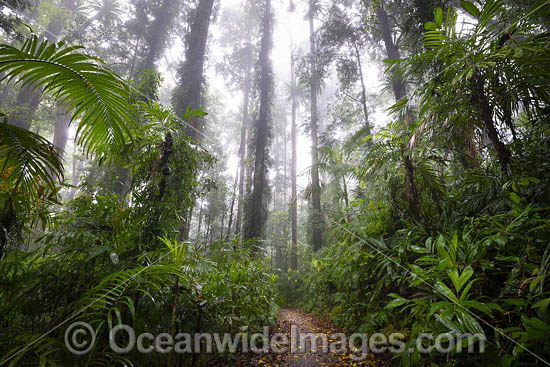 Rainforest draped in mist, situated in the Dorrigo National Park, part of the Gondwana Rainforests of Australia World Heritage Area. Dorrigo, NSW, Australia. Inscribed on the World Heritage List in recognition of its outstanding universal value. Photo - Gary Bell Rainforest draped in mist, situated in the Dorrigo National Park, part of the Gondwana Rainforests of Australia World Heritage Area. Dorrigo, NSW, Australia. Inscribed on the World Heritage List in recognition of its outstanding universal value. Photo - Gary Bell