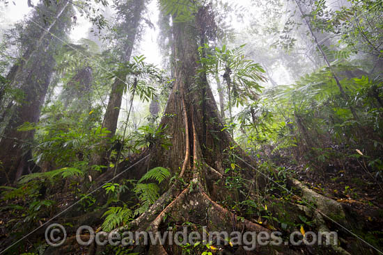 Rainforest draped in mist, situated in the Dorrigo National Park, part of the Gondwana Rainforests of Australia World Heritage Area. Dorrigo, NSW, Australia. Inscribed on the World Heritage List in recognition of its outstanding universal value. Photo - Gary Bell Rainforest draped in mist, situated in the Dorrigo National Park, part of the Gondwana Rainforests of Australia World Heritage Area. Dorrigo, NSW, Australia. Inscribed on the World Heritage List in recognition of its outstanding universal value. Photo - Gary Bell