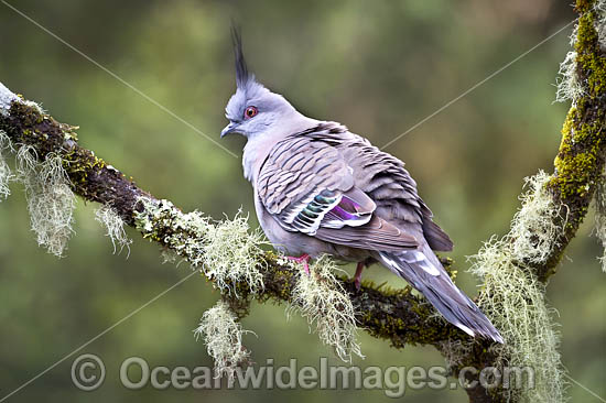 Crested Pigeon (Ocyphaps lophotes). Found in open woodlands, scrublands and farmlands throughout Australia. Photo taken at Coffs Harbour, New South Wales, Australia. Photo - Gary Bell