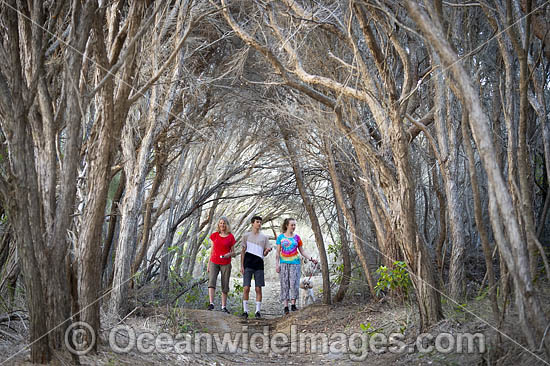 Family walking through a Tea Tree Forest. Bermagui, Sapphire Coast, Southern NSW, Australia Photo - Gary Bell