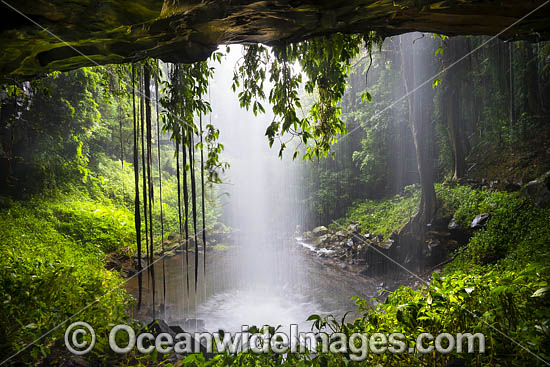 Crystal Shower Falls, situated in the Dorrigo National Park, part of the Gondwana Rainforests of Australia World Heritage Area. Dorrigo, NSW, Australia. Inscribed on the World Heritage List in recognition of its outstanding universal value. Photo - Gary Bell