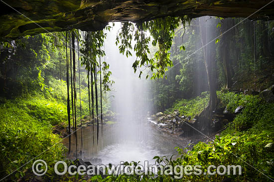 Crystal Shower Falls, situated in the Dorrigo National Park, part of the Gondwana Rainforests of Australia World Heritage Area. Dorrigo, NSW, Australia. Inscribed on the World Heritage List in recognition of its outstanding universal value. Photo - Gary Bell Crystal Shower Falls, situated in the Dorrigo National Park, part of the Gondwana Rainforests of Australia World Heritage Area. Dorrigo, NSW, Australia. Inscribed on the World Heritage List in recognition of its outstanding universal value. Photo - Gary Bell