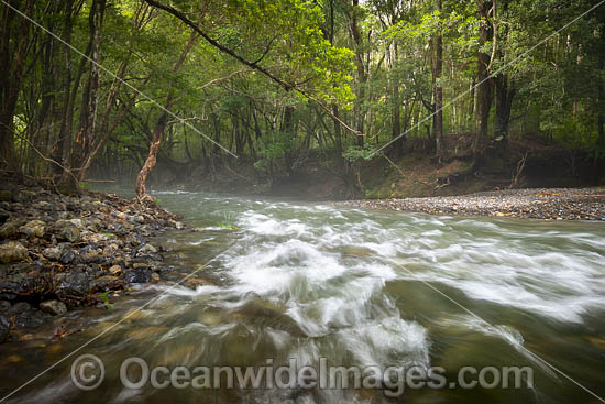 Never Never River, a rainforest stream situated in the Promised Land, near Bellingen, New South Wales, Australia. Photo - Gary Bell Never Never River, a rainforest stream situated in the Promised Land, near Bellingen, New South Wales, Australia. Photo - Gary Bell