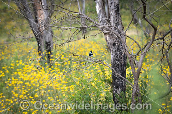 Supurb Fairy-wren (Malurus cyaneus), male. Photo taken in the New England Tableland, New South Wales, Australia. Photo - Gary Bell Supurb Fairy-wren (Malurus cyaneus), male. Photo taken in the New England Tableland, New South Wales, Australia. Photo - Gary Bell