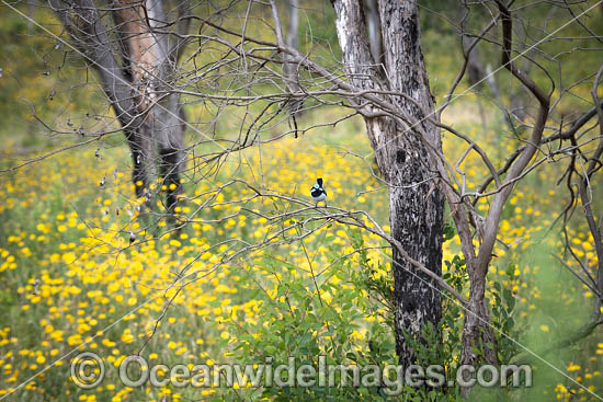 Superb Fairy-wren photo