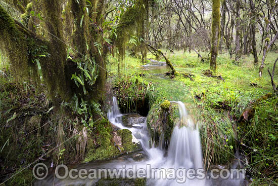 Cascade in Gondwana Rainforests. New England World Heritage National Park, New South Wales, Australia. This rainforest is on the World Heritage List in recognition of its outstanding universal value. Photo - Gary Bell