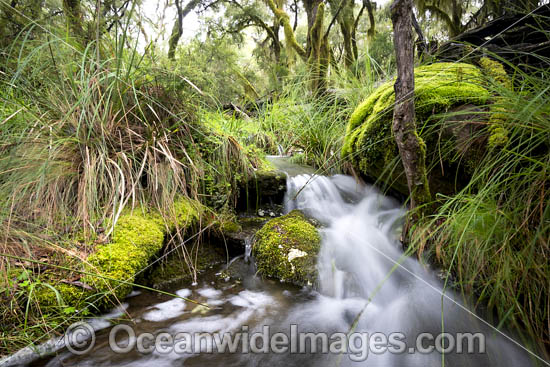 Cascade Gondwana Rainforest photo