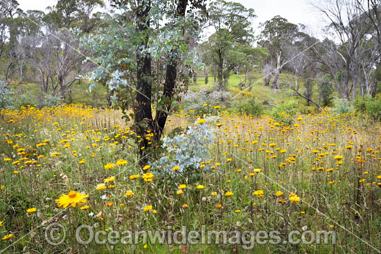 Golden Everlasting Paper Daisies (Xerochrysum viscosum), carpet the landscape with a Eucalypt forest. New England Tableland, New South Wales, Australia. Photo - Gary Bell