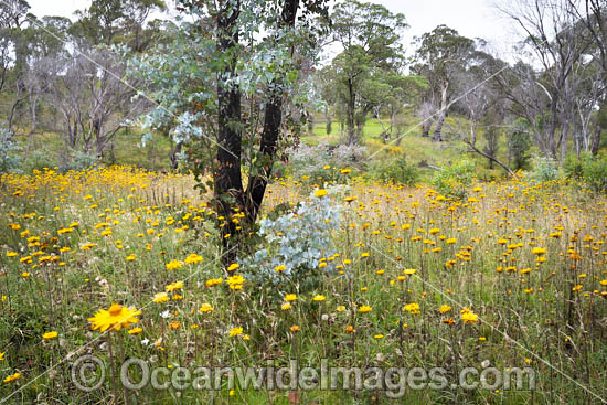 Golden Everlasting Paper Daisies (Xerochrysum viscosum), carpet the landscape with a Eucalypt forest. New England Tableland, New South Wales, Australia. Photo - Gary Bell Golden Everlasting Paper Daisies (Xerochrysum viscosum), carpet the landscape with a Eucalypt forest. New England Tableland, New South Wales, Australia. Photo - Gary Bell