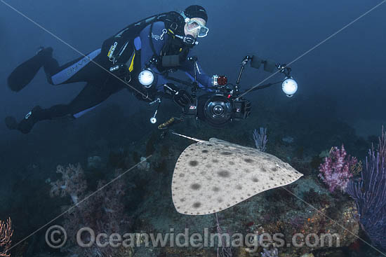 Japanese Butterfly Ray photo