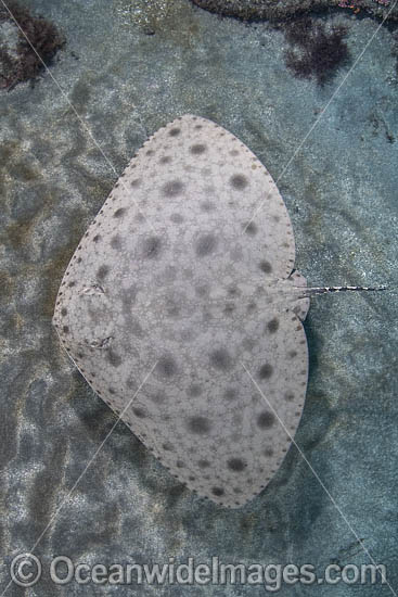 Japanese Butterfly Ray photo