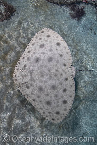 Japanese Butterfly Ray photo Japanese Butterfly Ray photo