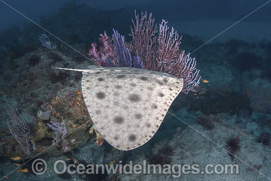 Japanese Butterfly Ray photo