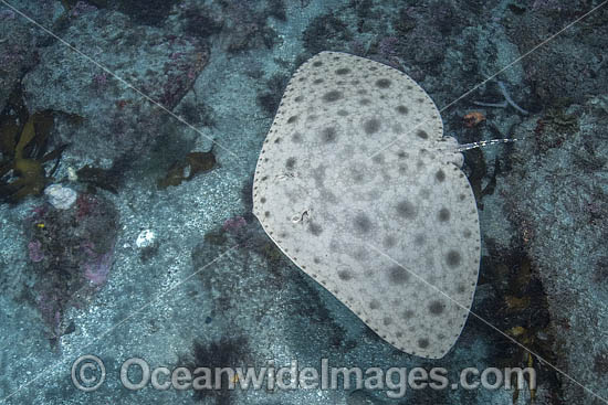 Japanese Butterfly Ray photo