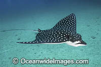 Pacific Eagle Ray Photo - Andy Murch