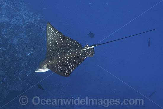 Spotted Eagle Ray photo