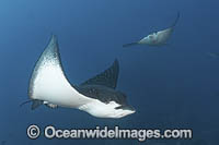 Spotted Eagle Ray Photo - Andy Murch