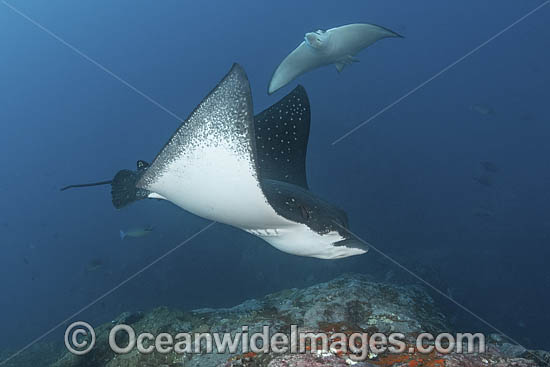 Spotted Eagle Ray photo