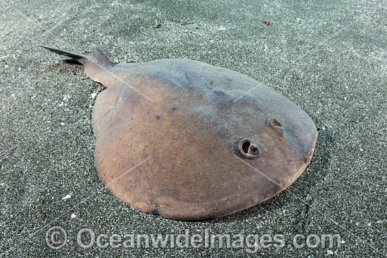 Japanese Sleeper Ray (Narke japonica) Chiba Prefecture, Honshu, Japan, Pacific Ocean. Photo - Andy Murch Japanese Sleeper Ray (Narke japonica) Chiba Prefecture, Honshu, Japan, Pacific Ocean. Photo - Andy Murch