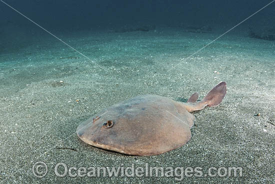 Japanese Sleeper Ray (Narke japonica) Chiba Prefecture, Honshu, Japan, Pacific Ocean. Photo - Andy Murch Japanese Sleeper Ray (Narke japonica) Chiba Prefecture, Honshu, Japan, Pacific Ocean. Photo - Andy Murch