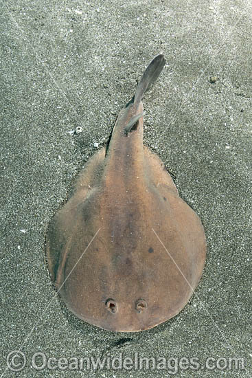 Japanese Sleeper Ray photo