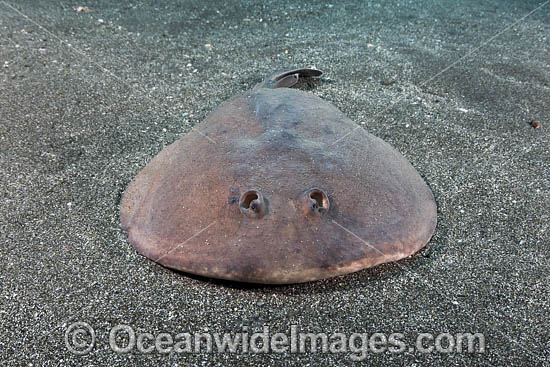 Japanese Sleeper Ray (Narke japonica) Chiba Prefecture, Honshu, Japan, Pacific Ocean. Photo - Andy Murch Japanese Sleeper Ray (Narke japonica) Chiba Prefecture, Honshu, Japan, Pacific Ocean. Photo - Andy Murch
