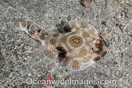 Bullseye Electric Ray (Diplobatis ommata). Aka Pacific Dwarf Numbfish. Sea of Cortez, Mexico, Eastern Tropical Pacific. Photo - Andy Murch