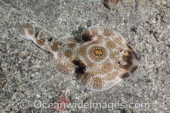 Bullseye Electric Ray photo