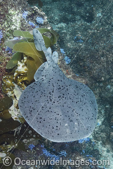 Pacific Torpedo Ray (Tetronarce californica) Aka Pacific electric ray, Farnsworth Bank, Catalina Island, Eastern Pacific. Photo - Andy Murch Pacific Torpedo Ray (Tetronarce californica) Aka Pacific electric ray, Farnsworth Bank, Catalina Island, Eastern Pacific. Photo - Andy Murch