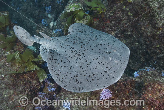 Pacific Torpedo Ray (Tetronarce californica) Aka Pacific electric ray, Farnsworth Bank, Catalina Island, Eastern Pacific. Photo - Andy Murch Pacific Torpedo Ray (Tetronarce californica) Aka Pacific electric ray, Farnsworth Bank, Catalina Island, Eastern Pacific. Photo - Andy Murch