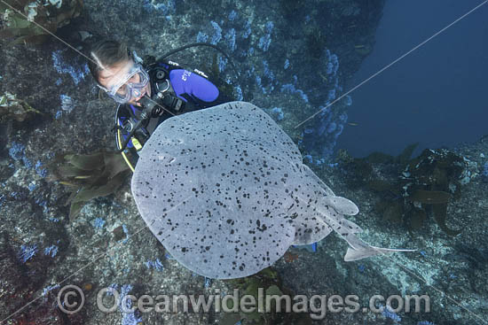 Pacific Torpedo Ray (Tetronarce californica) Aka Pacific electric ray, Farnsworth Bank, Catalina Island, Eastern Pacific. Photo - Andy Murch Pacific Torpedo Ray (Tetronarce californica) Aka Pacific electric ray, Farnsworth Bank, Catalina Island, Eastern Pacific. Photo - Andy Murch