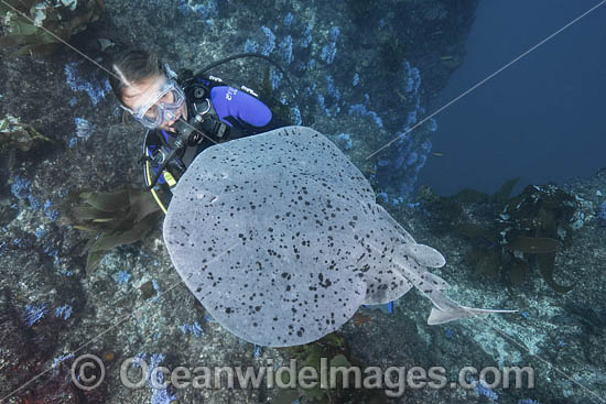 Pacific Torpedo Ray photo