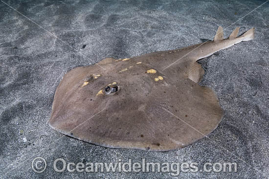 Yellowspotted Fanray (Platyrhina tangi). A species of thornback ray from the northwestern Pacific including Vietnam Taiwan, China, Korea and Japan. Photo - Andy Murch Yellowspotted Fanray (Platyrhina tangi). A species of thornback ray from the northwestern Pacific including Vietnam Taiwan, China, Korea and Japan. Photo - Andy Murch