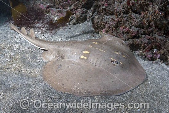 Yellowspotted Fanray (Platyrhina tangi). A species of thornback ray from the northwestern Pacific including Vietnam Taiwan, China, Korea and Japan. Photo - Andy Murch
