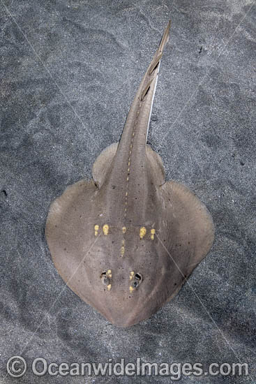 Yellowspotted Fanray (Platyrhina tangi). A species of thornback ray from the northwestern Pacific including Vietnam Taiwan, China, Korea and Japan. Photo - Andy Murch