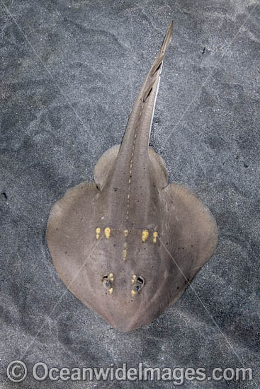 Yellowspotted Fanray (Platyrhina tangi). A species of thornback ray from the northwestern Pacific including Vietnam Taiwan, China, Korea and Japan. Photo - Andy Murch Yellowspotted Fanray (Platyrhina tangi). A species of thornback ray from the northwestern Pacific including Vietnam Taiwan, China, Korea and Japan. Photo - Andy Murch