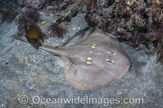Yellowspotted Fanray (Platyrhina tangi). A species of thornback ray from the northwestern Pacific including Vietnam Taiwan, China, Korea and Japan. Photo - Andy Murch Yellowspotted Fanray (Platyrhina tangi). A species of thornback ray from the northwestern Pacific including Vietnam Taiwan, China, Korea and Japan. Photo - Andy Murch