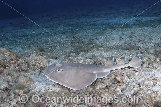 Cortez Electric Ray photo