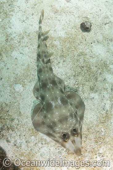 Gorgona Guitarfish photo